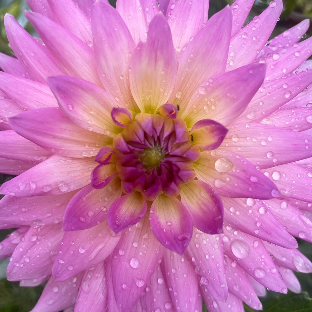 Meet your Posher, Carolyn